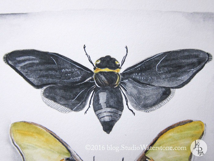 Sketchbook: Butterflies & Bees