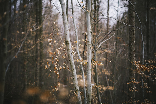 wood nature leaves forest woodland woods dof natural bokeh natur viennawoods canon6d canon135mmf20 desomnis