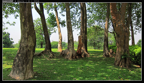 park trees green nature millenium nigeria abuja s95 harrypwt canons95
