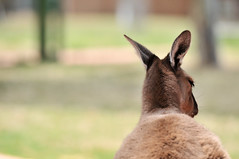 Kangaroo | Bunbury Wildlife Park, Western Australia
