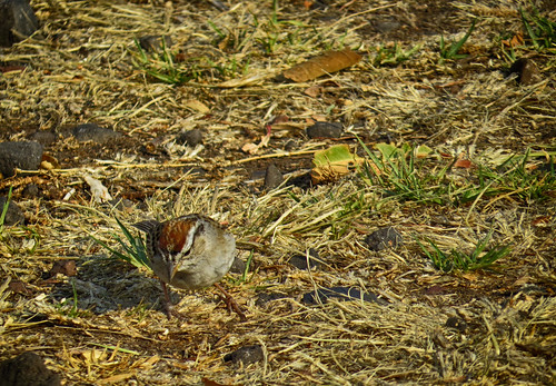 chippingsparrow spizellapasserina gorrióncejiblanco gorrióncejablanca gorrióncoronirrufo chingolocejiblanco