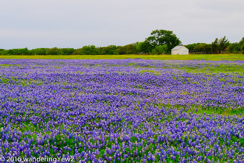 flower texas bluebonnet hillcountry wildflower texaswildflowers texashillcountry burnetcounty fujixpro2