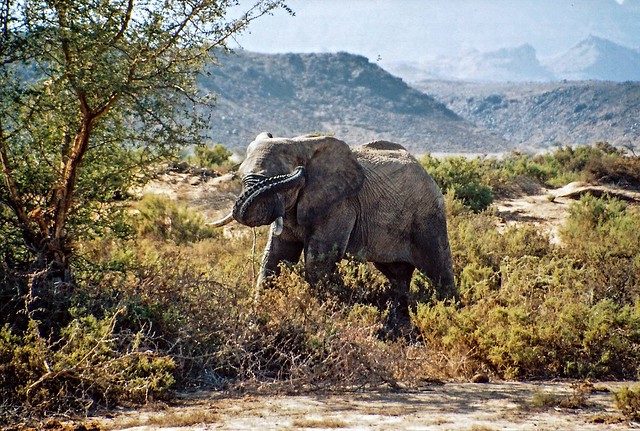 Wüstenelefant im Aba-Huab Gebiet, Damarland