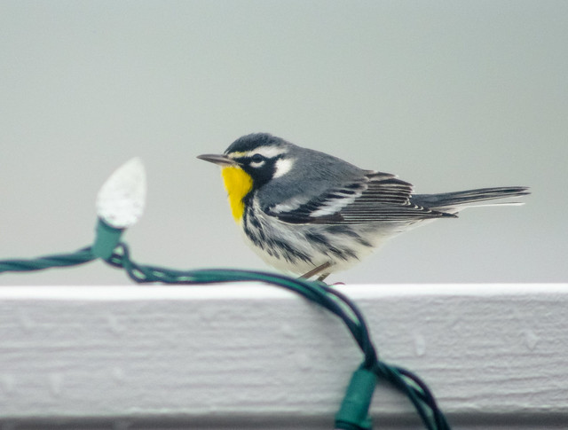 Yellow-throated
Warbler
