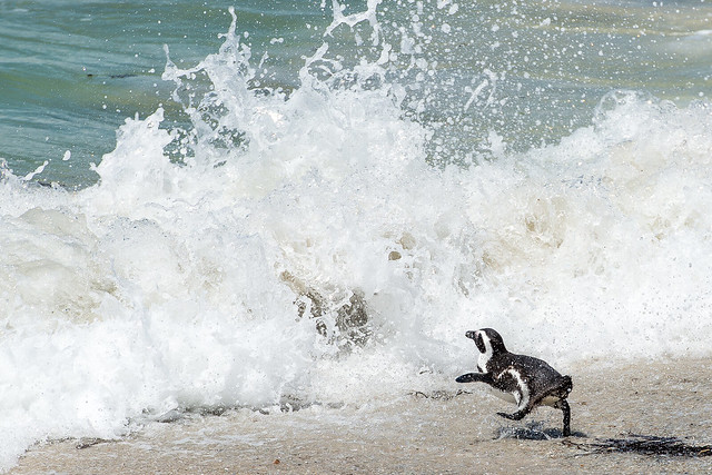 Jackass penguin - Boulders Beach - South Africa