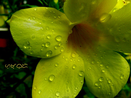 flower allamandacathartica yellowbell