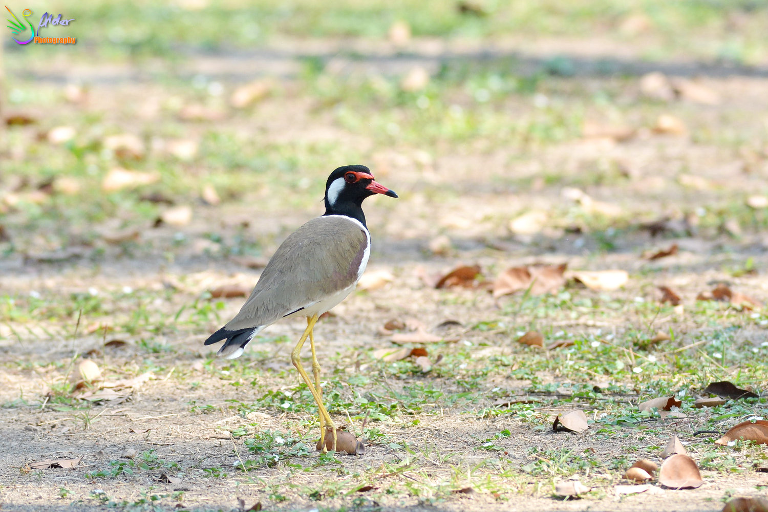 Red-wattled_Lapwing_9446_IJFR