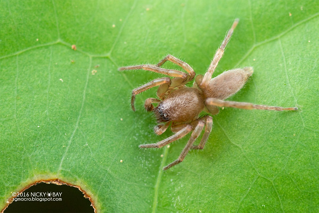 Sac spider (Clubionidae) - DSC_7738