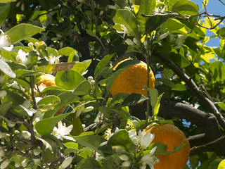 Azahar y naranjas