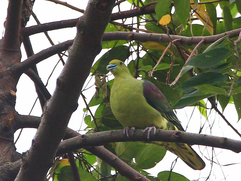 IMG_7840 紅頭綠鳩 Taiwan Green-pigeon