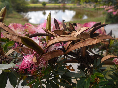 pink flowers trees plants white fruit thailand fabaceae pods chiangrai leguminosae mimosoidae wiangchai