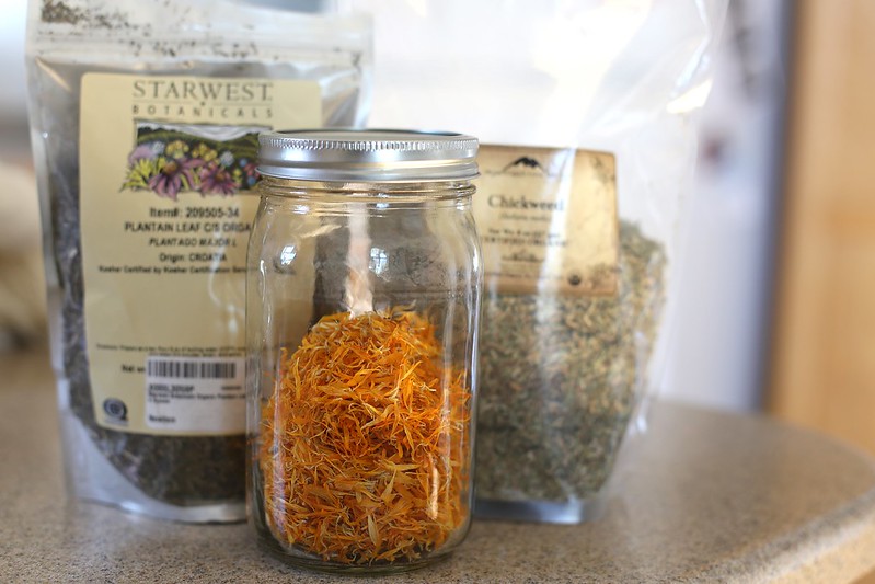 calendula, plantain and chickweed for our oil infusion