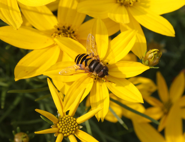 a larger bee mimic fly on a bright yellow coreopsis cultivar