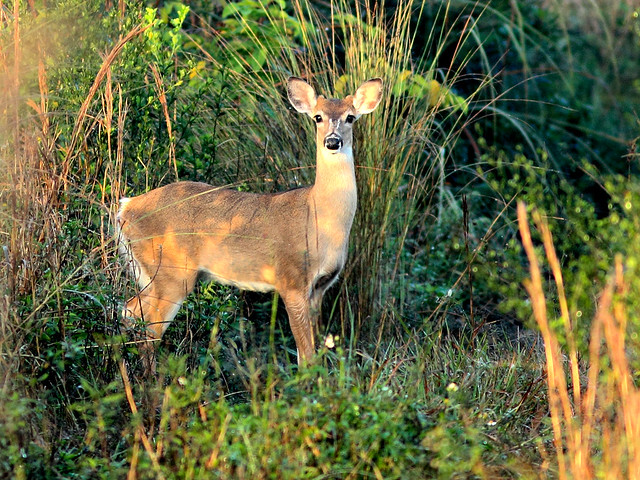White-tailed button buck HDR 20160202