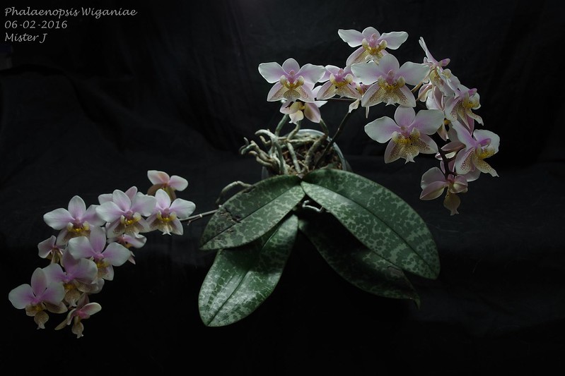 Phalaenopsis Wiganiae (schilleriana x stuartiana) 24762979471_54deb8bef5_c