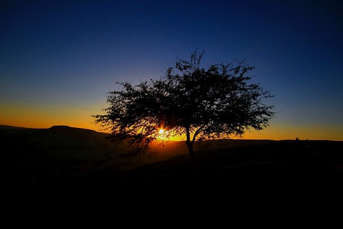 travel tree israel nightshot desert negev lonelytree sdeboqer negevdesert