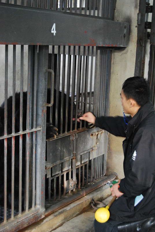 Barri showing trust in Assistant Bear Manager Shi Xueliang - "Rocky"