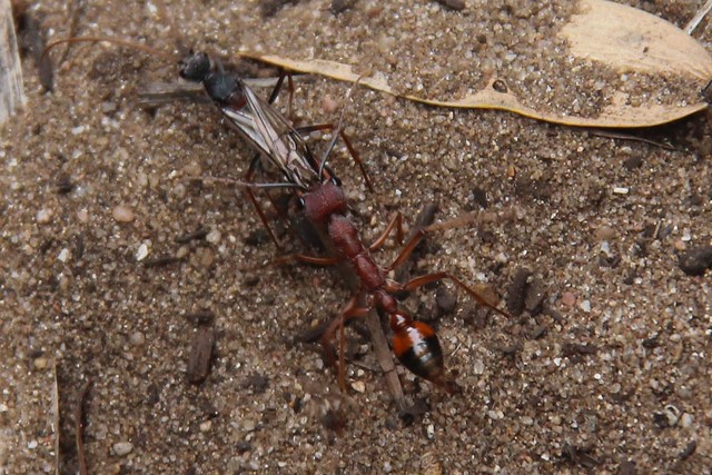 Myrmecia Ant