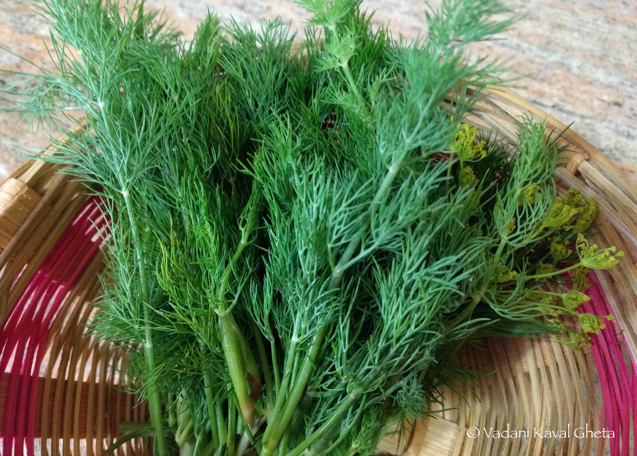 Dill Leaves