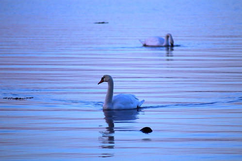 sea nature swim sunrise swan outdoor patterns swans fjord mute svaner svane knoppsvane