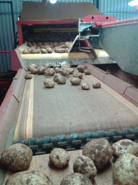 potato工廠