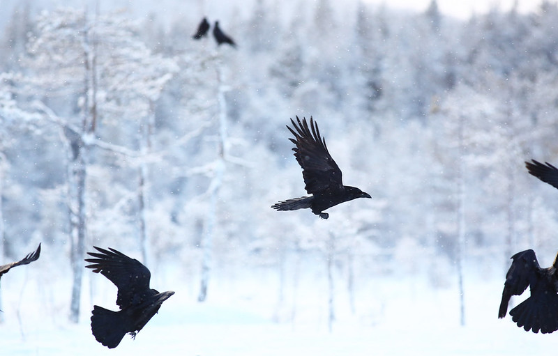 Ravens in flight