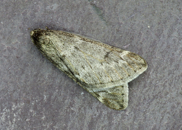 70.245 March Moth - Alsophila aescularia