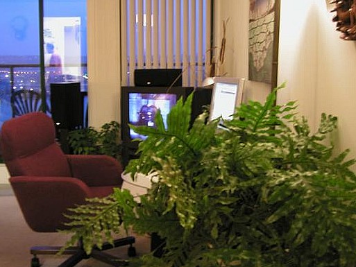 Photo: The TV, Computer and Plant take up an entire wall of the livingroom! - March 2004