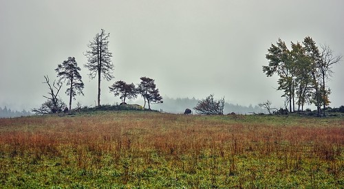 podzim stromy mlha bizoni pastvina