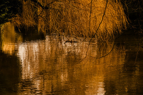 light england tree water river geotagged golden europe unitedkingdom britain norfolk willow ripples thetford gbr littleouse geo:lat=5241178490 geo:lon=074856699