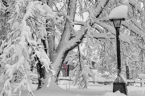 trees winter usa snow nature landscapes colorado seasons unitedstates snowy longmont flag branches american snowstorms jamesinsogna