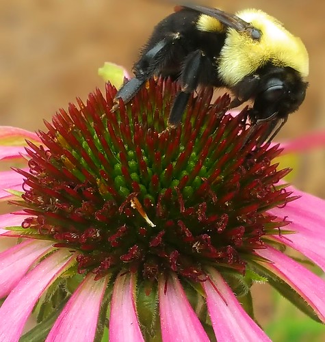plant flower insect feeding cone outdoor bee bumblebee coneflower pollen bombusgriseocollis brownbeltedbumblebee