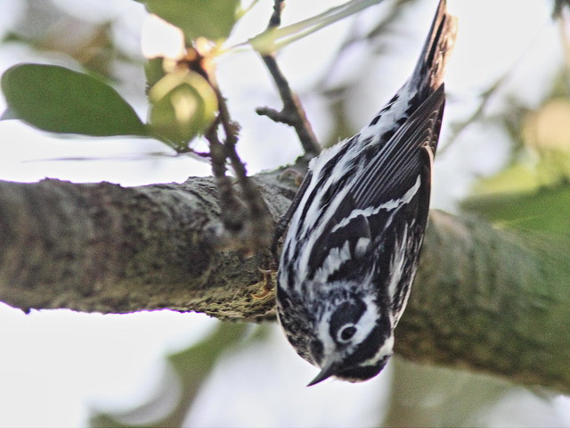 Black-and-White Warbler 08-20160414