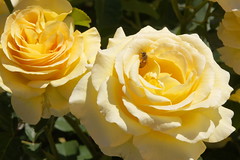 Honey Bouquet Roses at Bravo Lake Botanical Garden in Woodlake