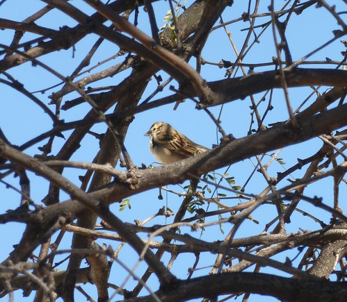 arizona birds aves sparrow nationalwildliferefuge larksparrow chondestesgrammacus buenosairesnwr