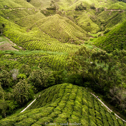 sunset green landscape highlands warm tea cameron malaysia plantation tanahrata pahang malaisie my