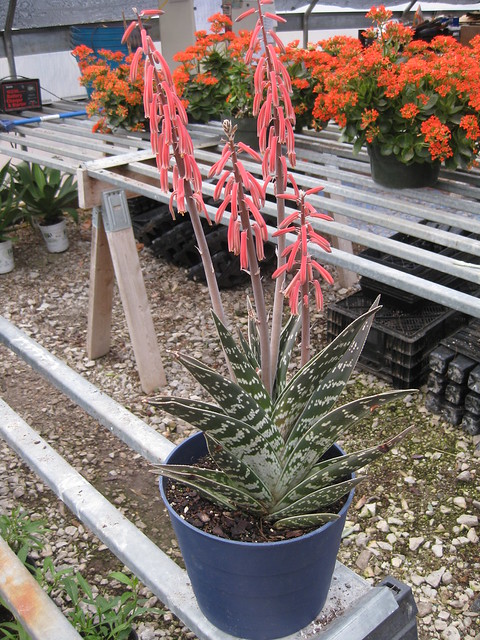 Aloe variegata 2 1 13 (4)