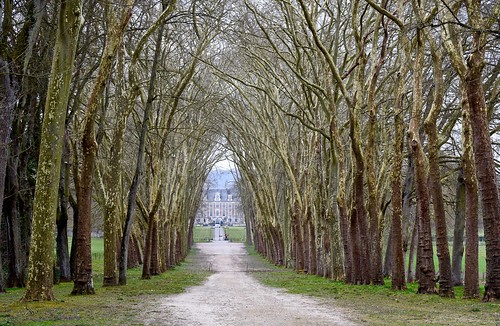 trees france chateau iledefrance allee courances