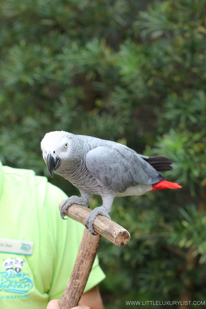 Singapore River Safari parrot