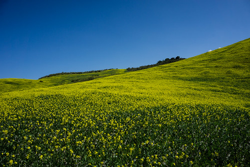 panorama españa flower primavera nature field yellow landscape countryside spring spain sony country hill natura andalucia explore campagna espana campo es alpha sonya andalusia sel cádiz paesaggio spagna colline csc rapeseed oss nabo colza ilce cadice brassicanapus explored sonyalpha inexplore mirrorless 1650mm a6000 sonyα emount selp1650 sonyalpha6000 ilce6000 sonya6000 sonyilce6000 sony⍺6000 ⍺6000 over100fav