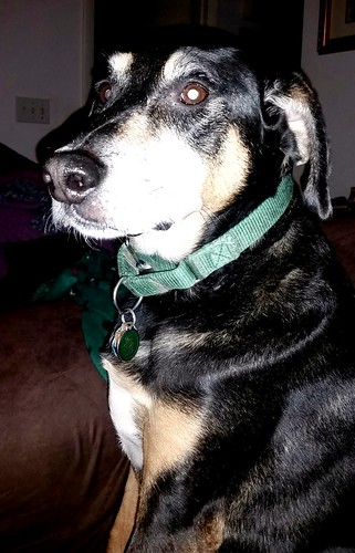 Rescued Senior Hound Mix #adoptdontshop - Lapdog Creations