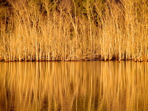 lake plant reflection water gold virginia