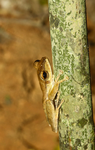amphibian malaysia treefrog tamannegara polypedatesdiscantus malayanslendertreefrog xaviermalleret taxonomy:binomial=polypedatesdiscantus
