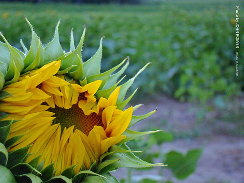 sunset summer haze august sunflowers sunflower kansas hazy 2015 hazyday leavenworthcounty hazyevening grinterfarms august2015