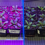 Plants under UV radiation
