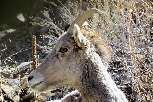 colorado wildlife parks arkansas recreation arkansasriver bighornsheep headwaters pinnaclepoint bighornsheepcanyon arkansasheadwatersrecreationarea