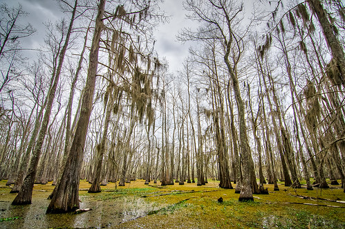 trees lake moss texas unitedstates wide cypress hdr woodville steinhagen 3xp aurorahdr