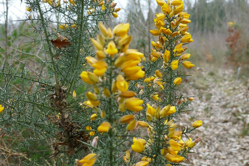 Yellow flower 2 in post focus