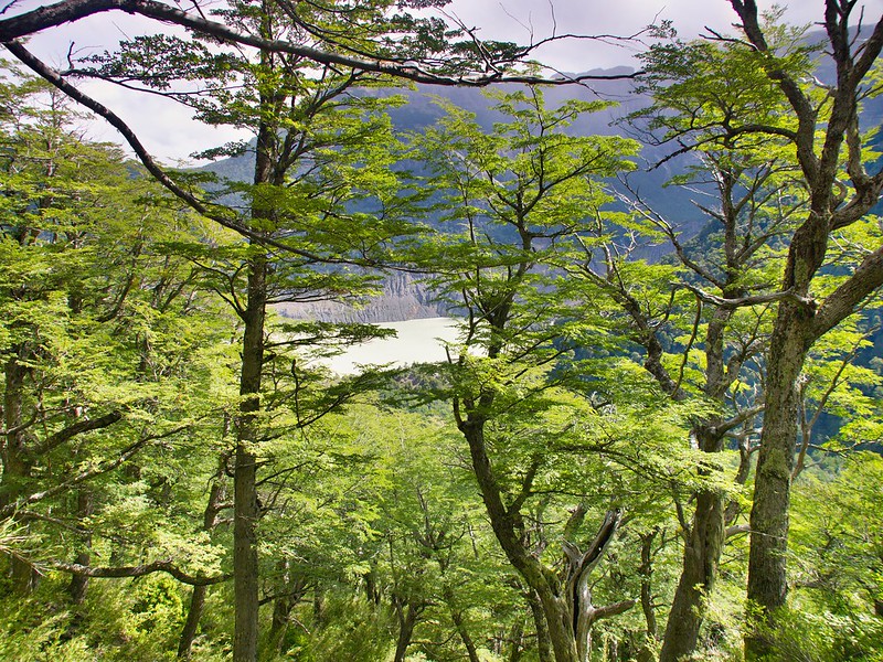PN Nahuel Huapi. Cerro Tronador - Bariloche: Sendero Piedra Pérez - Por la Patagonia ARGENTINA (11)