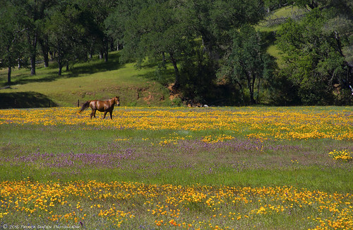 california flowers horse flower green nature beauty field grass northerncalifornia yellow gold spring purple meadow poppy poppies serene wildflowers middletown grassland sylvan lupine equine napacounty goldenpoppies middletownca buttscanyon snellvalley snellvalleyroad